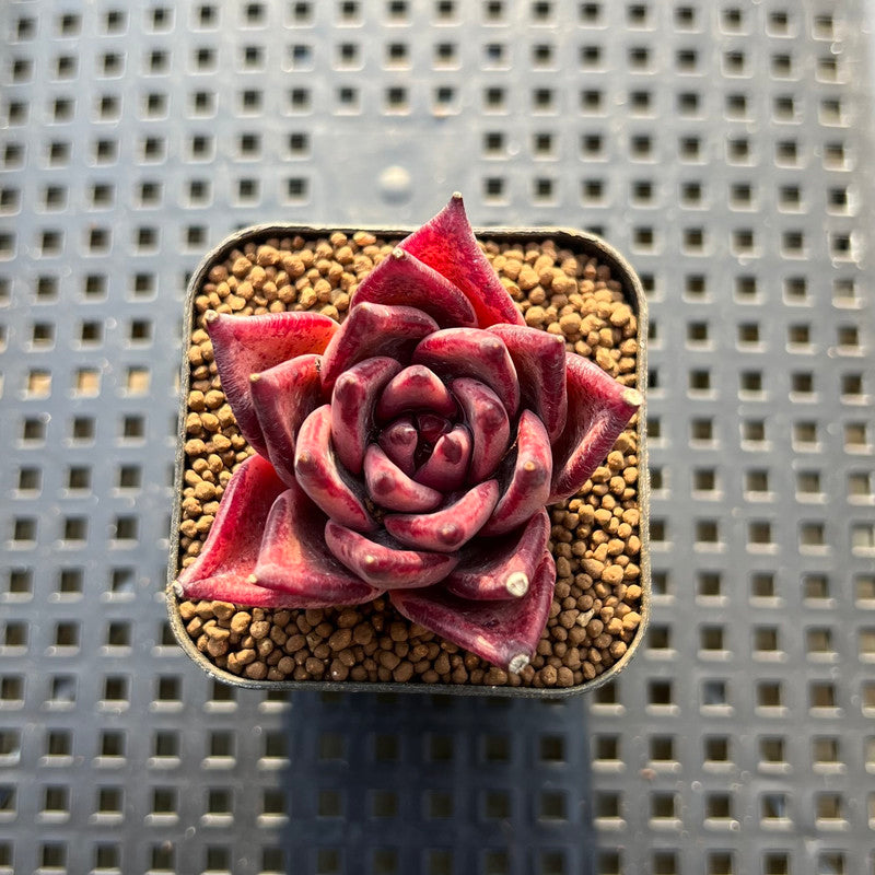 Echeveria Agavoides 'Romeo' 1"-2" Succulent Plant