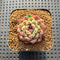 Echeveria 'Amethyst' 2" Succulent Plant Cutting