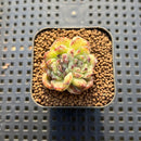 Echeveria 'Amethyst' 2" Succulent Plant Cutting