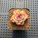 Echeveria sp. 1"-2" Succulent Plant Cutting