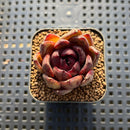 Echeveria sp. 2" Succulent Plant Cutting