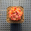 Echeveria sp. 2" Succulent Plant Cutting