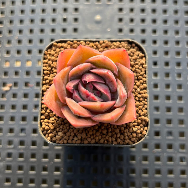 Echeveria sp. 2" Succulent Plant Cutting