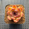 Echeveria sp. 2" Succulent Plant Cutting