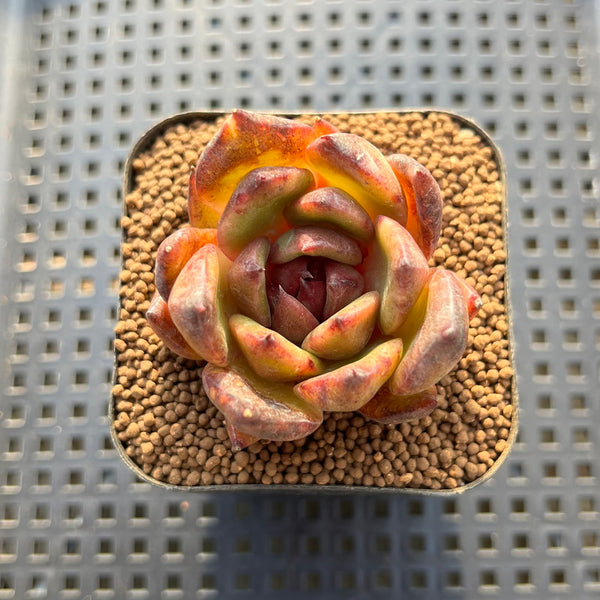 Echeveria sp. 2" Succulent Plant Cutting