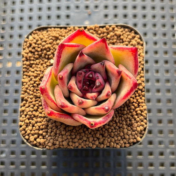 Echeveria Agavoides sp. 2"-3" Succulent Plant Cutting