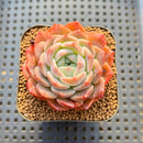 Echeveria 'Albi Fatima' 2" Succulent Plant Cutting