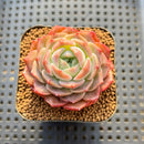 Echeveria 'Albi Fatima' 2" Succulent Plant Cutting