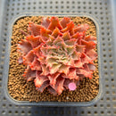 Graptoveria 'Starfire' 2" (Suculentia Original Hybrid) Succulent Plant Cutting