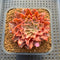 Graptoveria 'Starfire' 2" (Suculentia Original Hybrid) Succulent Plant Cutting