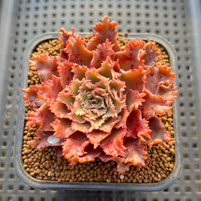 Graptoveria 'Starfire' 2" (Suculentia Original Hybrid) Succulent Plant Cutting