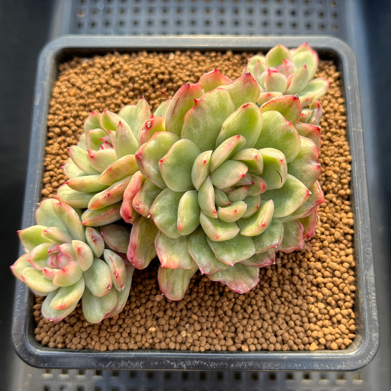 Echeveria Agavoides 'Ice Age' Variegated 4" Large Cluster Succulent Plant Cutting