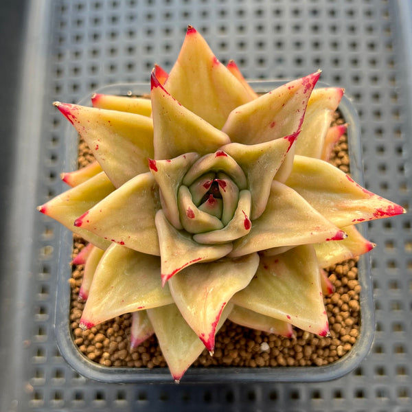 Echeveria 'Jade Star' Variegated 2" Succulent Plant Cutting