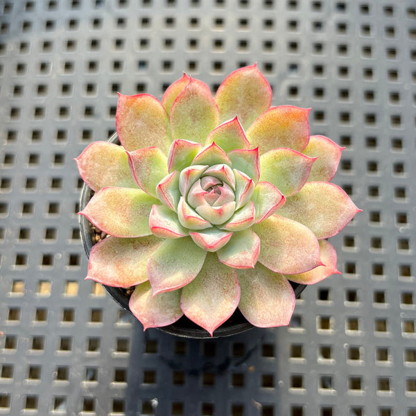 Echeveria sp. 2" Succulent Plant