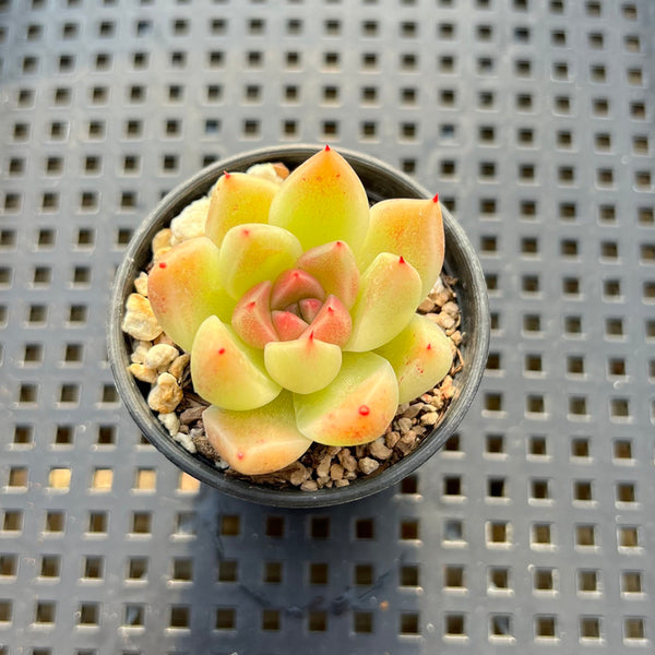 Echeveria sp. 2" Succulent Plant