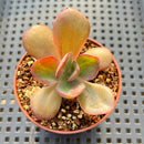 Echeveria 'Goiabinha' Variegated 2" Succulent Plant