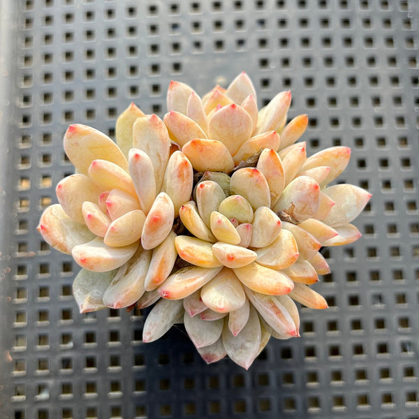 Echeveriasp. Cluster 2"-3" Succulent Plant