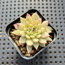 Echeveria Zaragoza 1" Succulent Plant