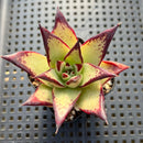 Echeveria Agavoides 'Ebony' 2" Succulent Plant