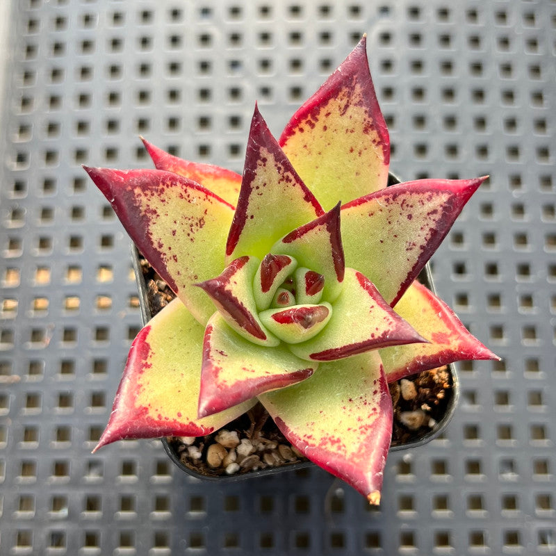 Echeveria Agavoides 'Ebony' 2" Succulent Plant