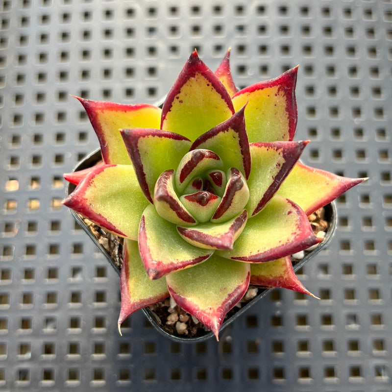 Echeveria Agavoides 'Ebony' 2" Succulent Plant