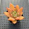 Echeveria Agavoides sp. 2" Succulent Plant