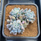 Echeveria 'Pignose' 4"-5" Cluster Succulent Plant Cutting