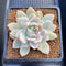 Echeveria 'Orange Monroe' Variegated 3" Succulent Plant Cutting