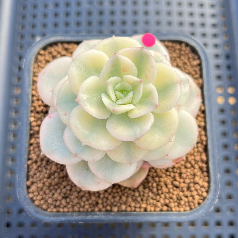 Echeveria 'Nicksana' Variegated 2" Succulent Plant Cutting