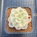 Echeveria 'Nicksana' Variegated 2" Succulent Plant Cutting