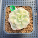 Echeveria 'Nicksana' Variegated 2" Succulent Plant Cutting