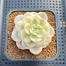 Echeveria 'Nicksana' Variegated 2" Succulent Plant Cutting