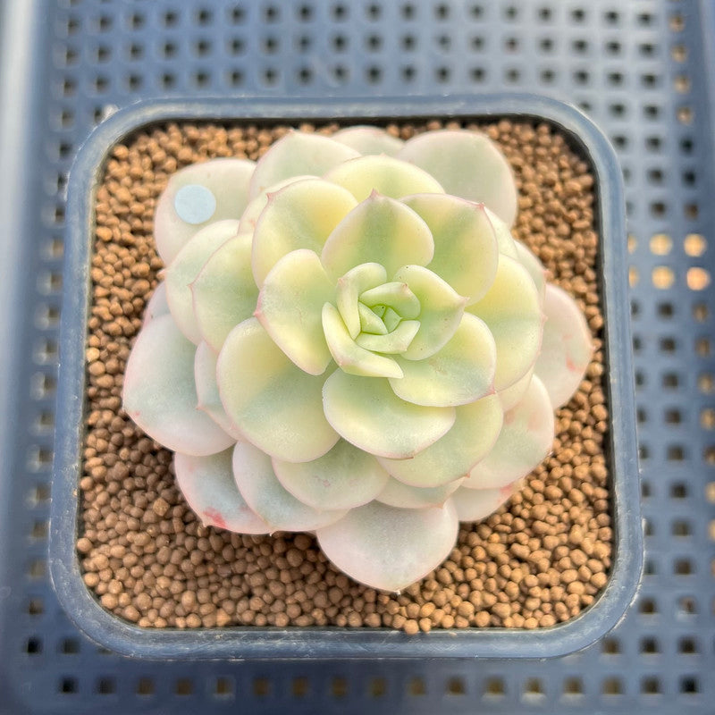 Echeveria 'Nicksana' Variegated 2" Succulent Plant Cutting