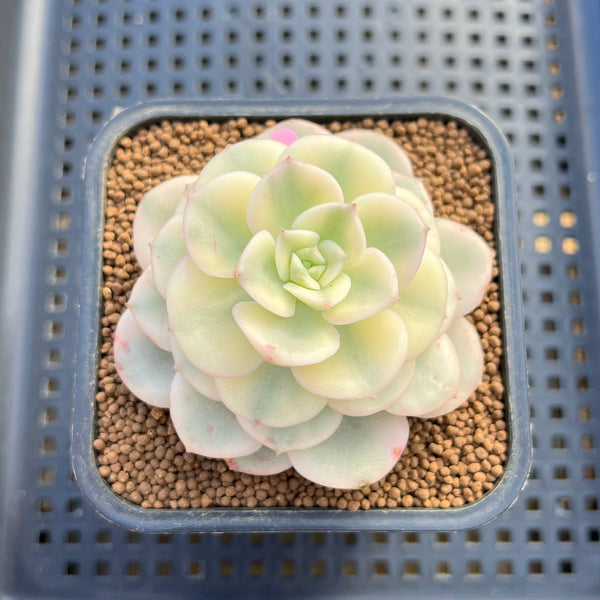 Echeveria 'Nicksana' Variegated 2" Succulent Plant Cutting