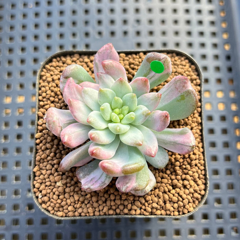 Sedeveria 'Blue Elf' Variegated 1" Succulent Plant Cutting