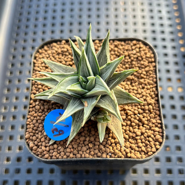 Haworthia sp. Variegated 2" Succulent Plant Cutting