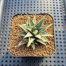 Haworthia sp. Variegated 2" Succulent Plant Cutting