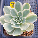 Greenovia 'El Hiero' Variegated 2"-3" Succulent Plant Cutting