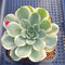 Greenovia 'El Hiero' Variegated 2"-3" Succulent Plant Cutting