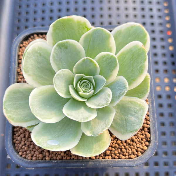 Greenovia 'El Hiero' Variegated 2"-3" Succulent Plant Cutting