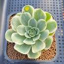 Greenovia 'El Hiero' Variegated 2"-3" Succulent Plant Cutting