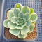 Greenovia 'El Hiero' Variegated 2"-3" Succulent Plant Cutting