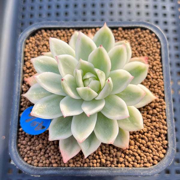 Echeveria 'Navillera' Variegated 2" Succulent Plant Cutting