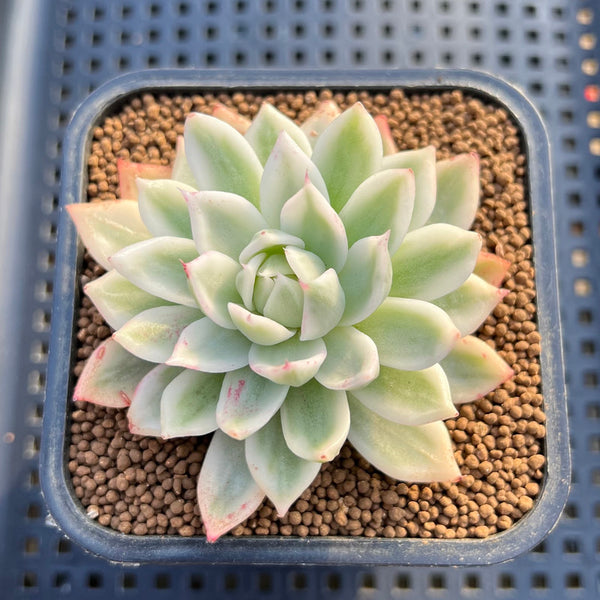 Echeveria 'Navillera' Variegated 2" Succulent Plant Cutting