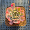 Echeveria 'Secunda' Variegated 2" Succulent Plant Cutting