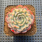 Echeveria 'Minima' Variegated 2" Succulent Plant Cutting