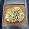 Echeveria Agavoides 'Ice Age' Variegated 4" Large Cluster Succulent Plant Cutting