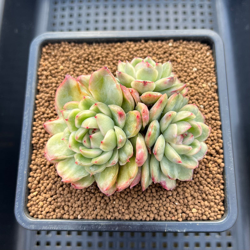 Echeveria Agavoides 'Ice Age' Variegated 4" Large Cluster Succulent Plant Cutting