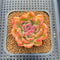 Echeveria sp. 2" Succulent Plant Cutting