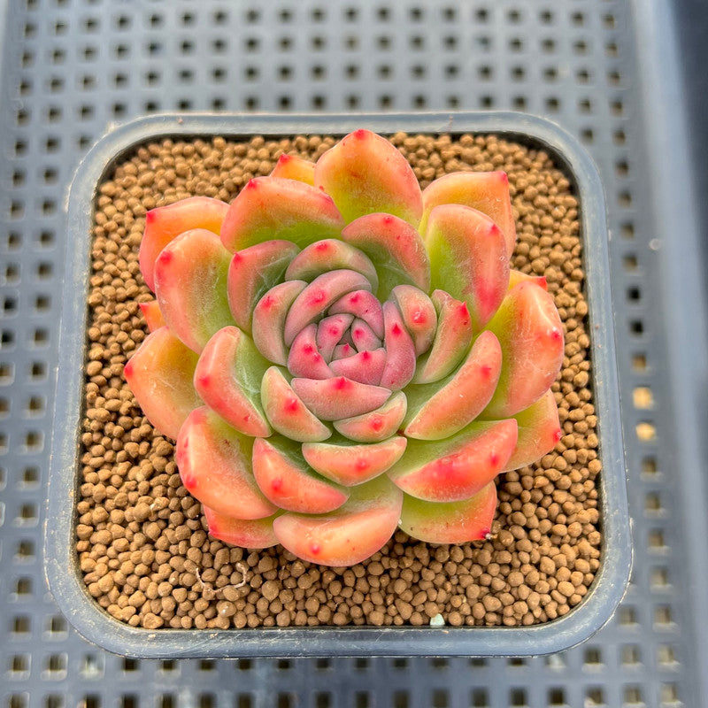 Echeveria sp. 2" Succulent Plant Cutting